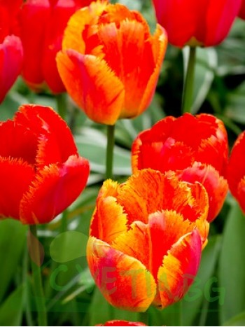  Лале (Tulipa 'Fringed Solstice') T51